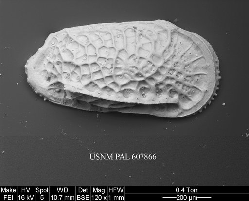 Poseidonamicus anteropunctatus Whatley et al., 1986
