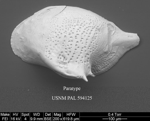 Cytheropteron parahamatum Yasuhara et al., 2014