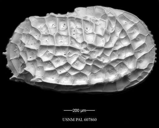 Bradleya dictyon (Brady, 1880)