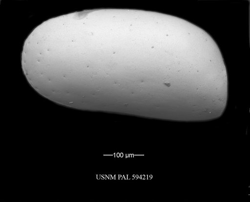 Krithe minima Coles et al., 1994