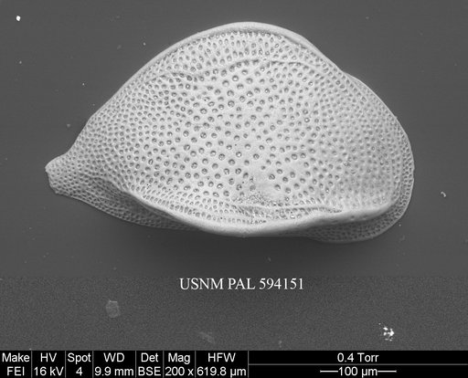 Cytheropteron perlaria Hao, 1988