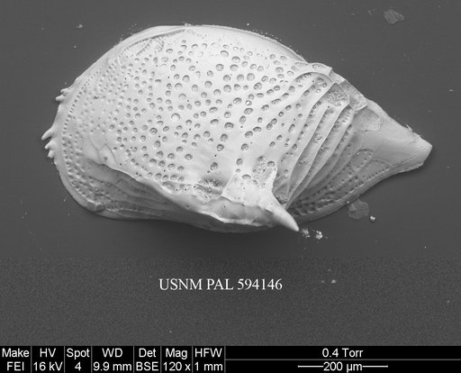 Cytheropteron sedovi Schneider, 1962