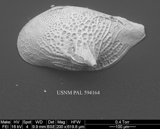 Cytheropteron scoresbyi Whatley & Eynon, 1996