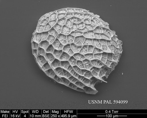 Polycope moenia Joy & Clark, 1977