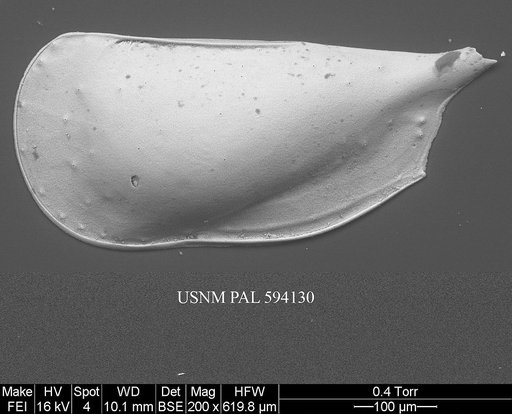 Pseudocythere caudata Sars, 1866