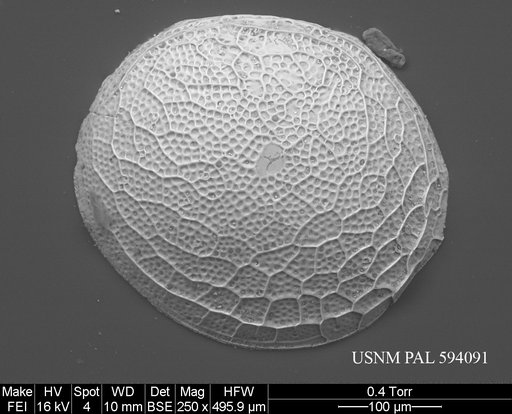 Polycope bireticulata Joy & Clark, 1977