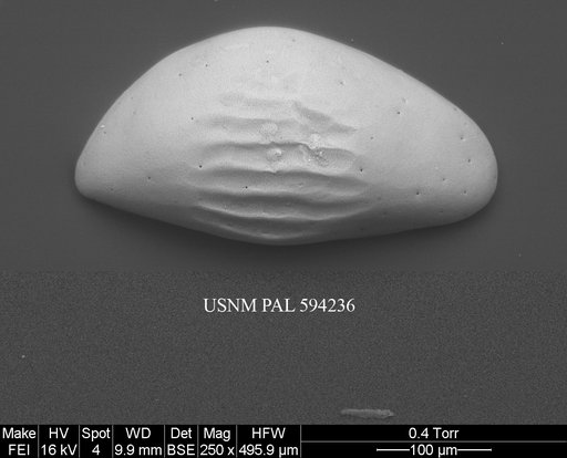Microcythere medistriata (Joy & Clark, 1977)