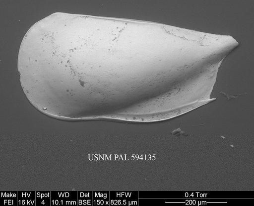 Pseudocythere caudata Sars, 1866
