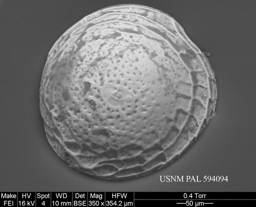 Polycope semipunctata Joy & Clark, 1977