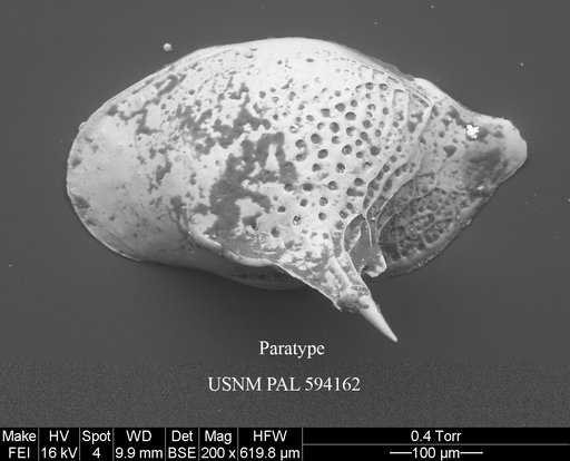 Cytheropteron irizukii Yasuhara et al., 2014