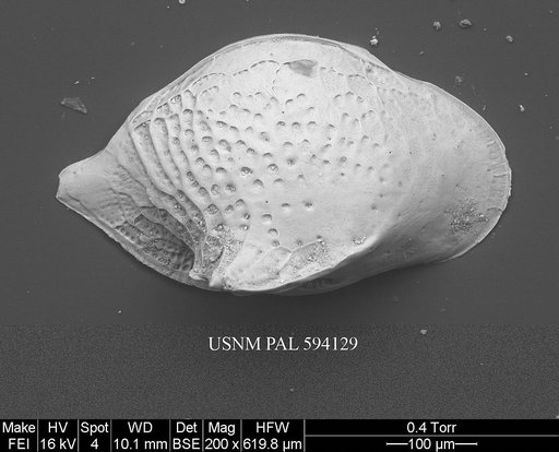 Cytheropteron carolinae Whatley & Coles, 1987