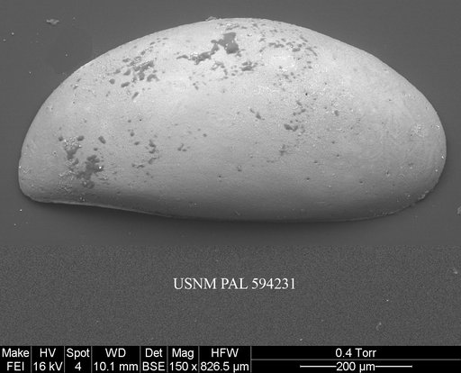 Acetabulastoma arcticum Schornikov, 1970