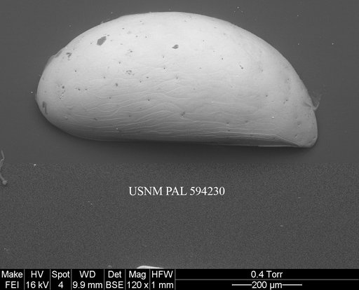 Acetabulastoma arcticum Schornikov, 1970