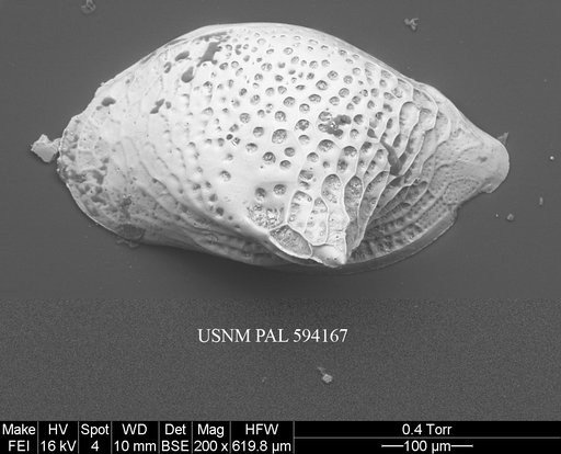 Cytheropteron aielloi Yasuhara et al., 2009