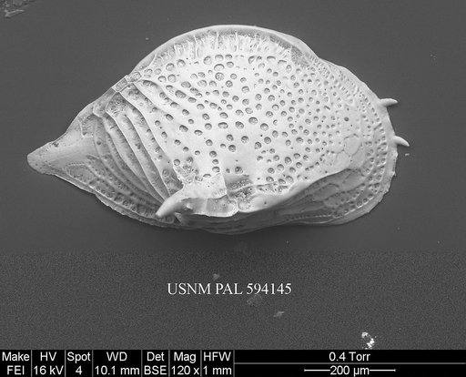 Cytheropteron sedovi Schneider, 1962