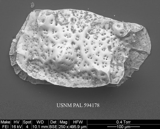 Eucytherura delineata Whatley & Eynon, 1996