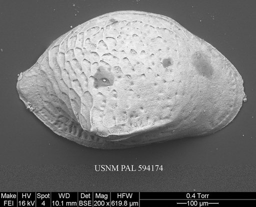 Cytheropteron pseudoinflatum Whatley & Eynon, 1996