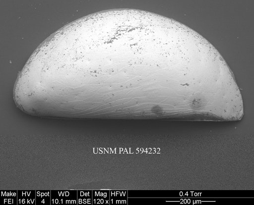 Acetabulastoma arcticum Schornikov, 1970