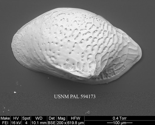 Cytheropteron pseudoinflatum Whatley & Eynon, 1996