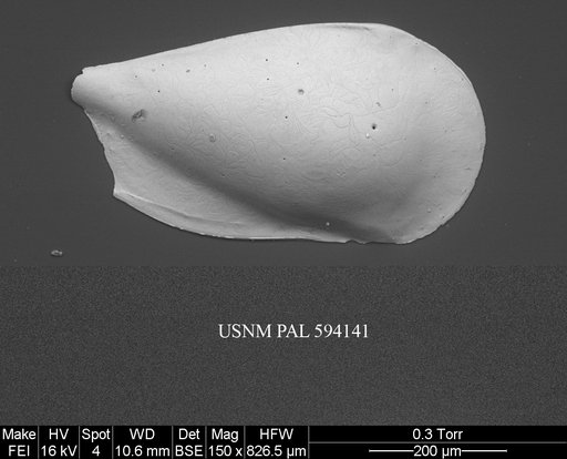 Pseudocythere caudata Sars, 1866