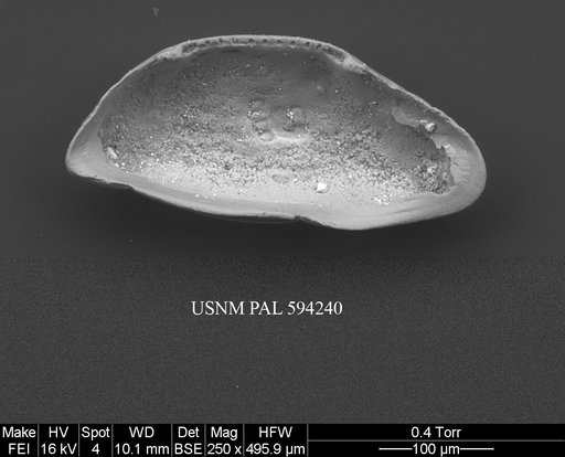 Microcythere medistriata (Joy & Clark, 1977)
