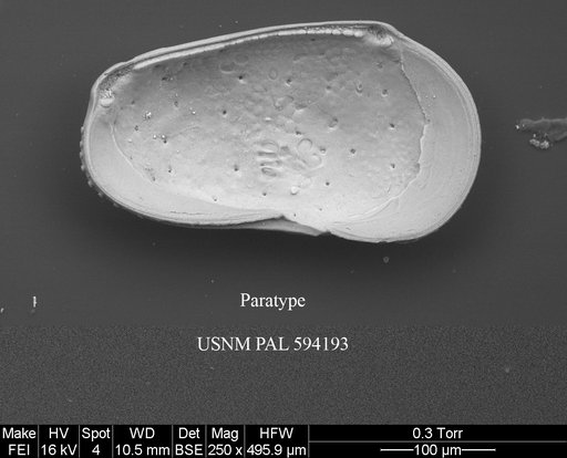 Cluthia whatleyi Yasuhara et al., 2014