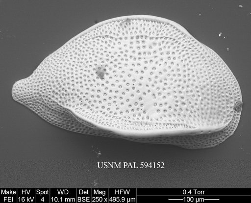 Cytheropteron perlaria Hao, 1988