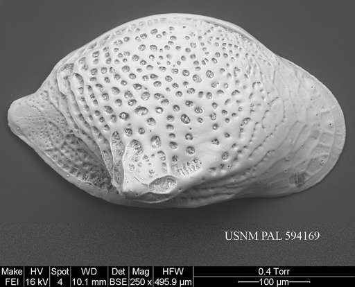 Cytheropteron aielloi Yasuhara et al., 2009