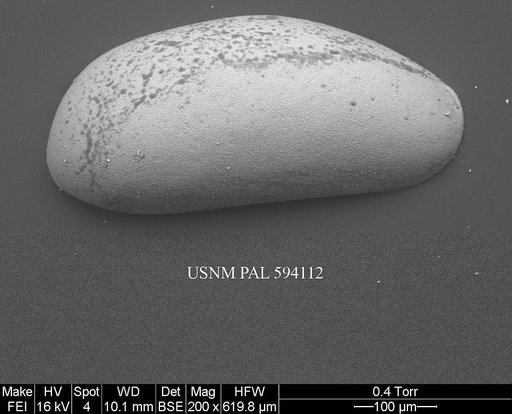 Argilloecia cf. robinwhatleyi Yasuhara et al., 2009