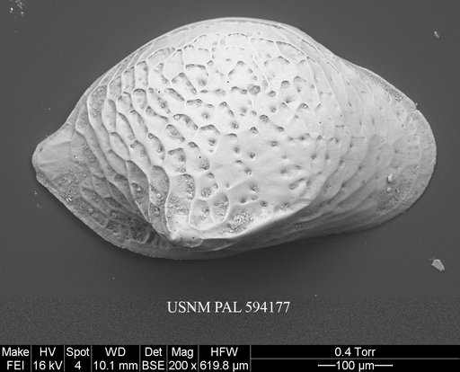 Cytheropteron pseudoinflatum Whatley & Eynon, 1996