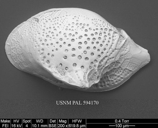 Cytheropteron carolinae Whatley & Coles, 1987