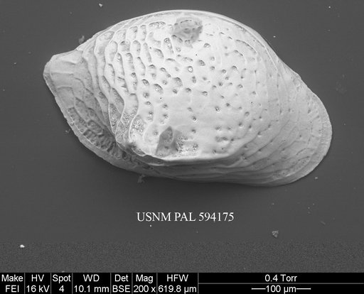 Cytheropteron pseudoinflatum Whatley & Eynon, 1996