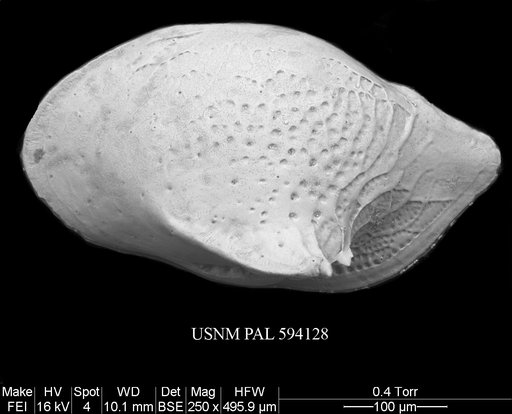 Cytheropteron carolinae Whatley & Coles, 1987