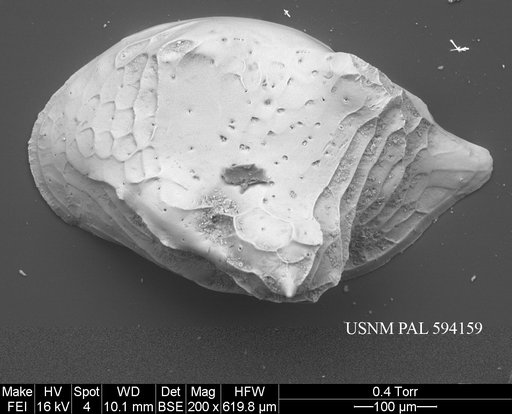 Cytheropteron groenlandicum Whatley & Eynon, 1996