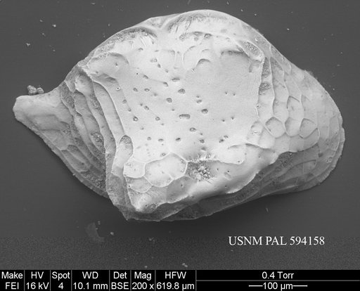 Cytheropteron groenlandicum Whatley & Eynon, 1996