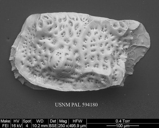 Eucytherura delineata Whatley & Eynon, 1996