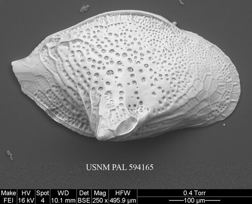 Cytheropteron scoresbyi Whatley & Eynon, 1996