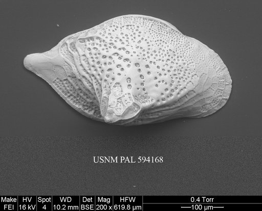 Cytheropteron scoresbyi Whatley & Eynon, 1996