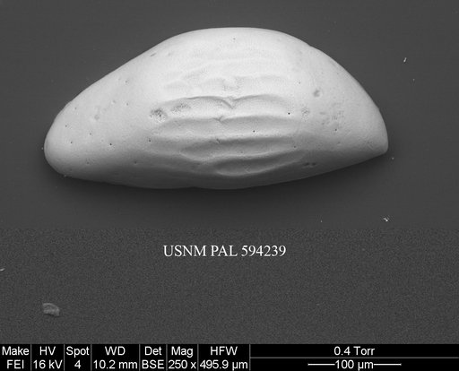 Microcythere medistriata (Joy & Clark, 1977)