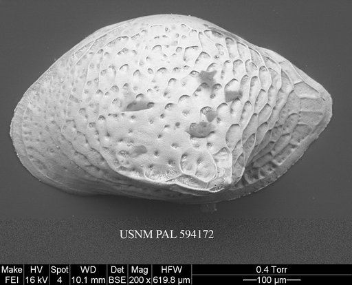 Cytheropteron pseudoinflatum Whatley & Eynon, 1996