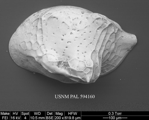 Cytheropteron groenlandicum Whatley & Eynon, 1996