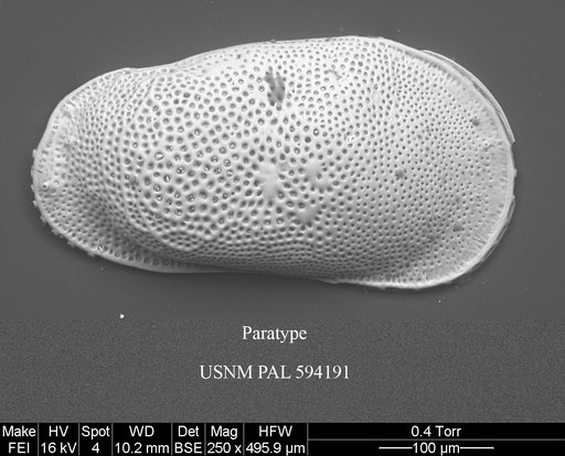 Cluthia whatleyi Yasuhara et al., 2014