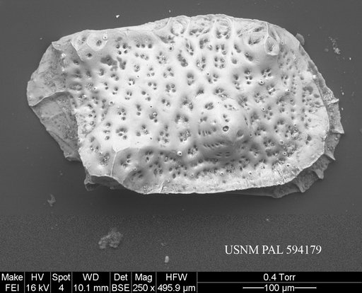 Eucytherura delineata Whatley & Eynon, 1996