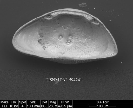 Microcythere medistriata (Joy & Clark, 1977)