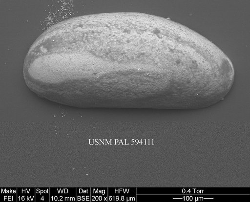Argilloecia cf. robinwhatleyi Yasuhara et al., 2009