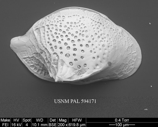 Cytheropteron carolinae Whatley & Coles, 1987