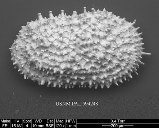 Henryhowella asperrima (Reuss, 1850)