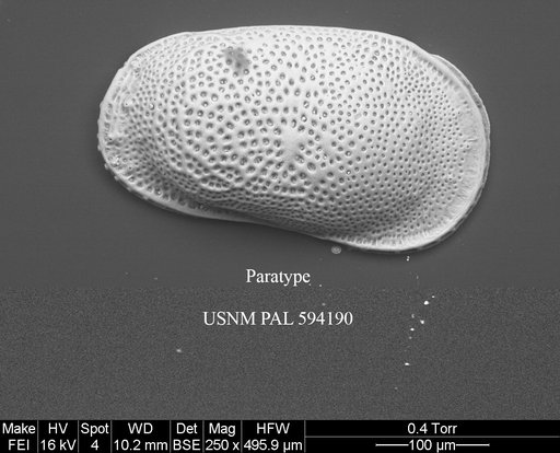 Cluthia whatleyi Yasuhara et al., 2014