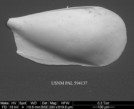 Pseudocythere caudata Sars, 1866