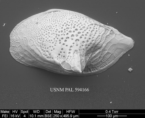 Cytheropteron scoresbyi Whatley & Eynon, 1996